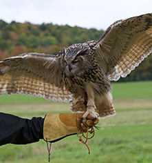 Activities:
Woodstock Inn & Resort
in Woodstock