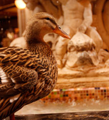 Activities:
The Peabody Memphis
in Memphis