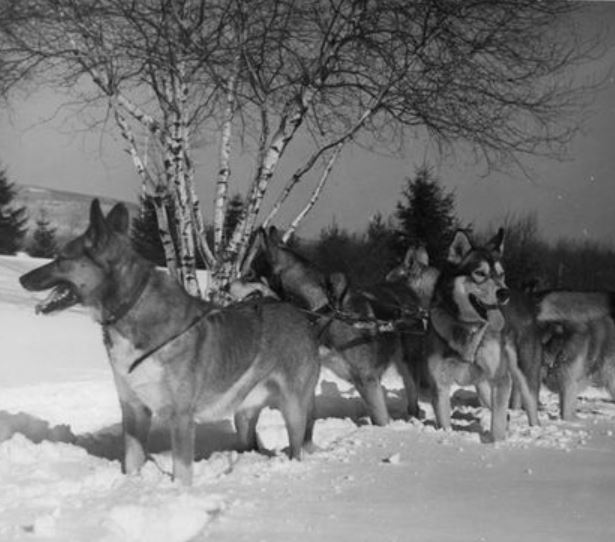 Historical Image of Dog Sledding at Skytop Lodge, 1926, Member of Historic Hotels of America, in Skytop, Pennsylvania.