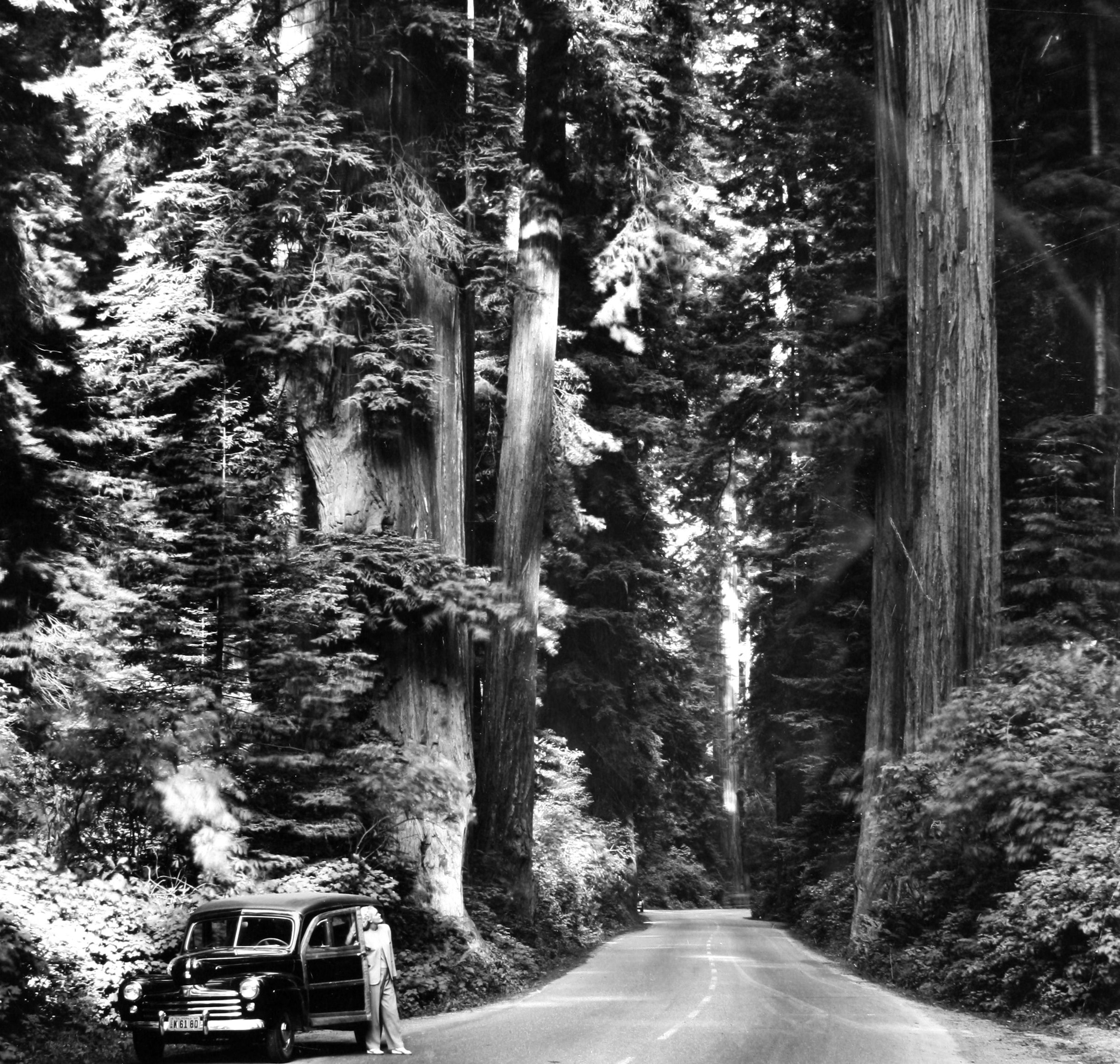 Historical Image of Car and Redwood Tress, Benbow Inn, 1926, Member of Historic Hotels of America, in Garberville, California.