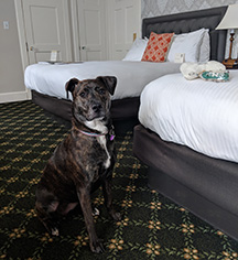 Accommodations:
Hawthorne Hotel
in Salem