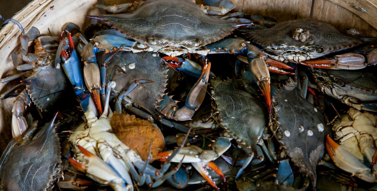 Taste some wonderful Maryland blue crab when out exploring the area.