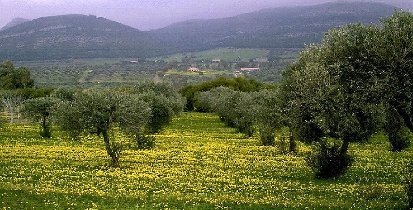 Taste the world-renowned olive oil of Sardinia, which has been cultivated for oil dating back to the 7th century B.C.