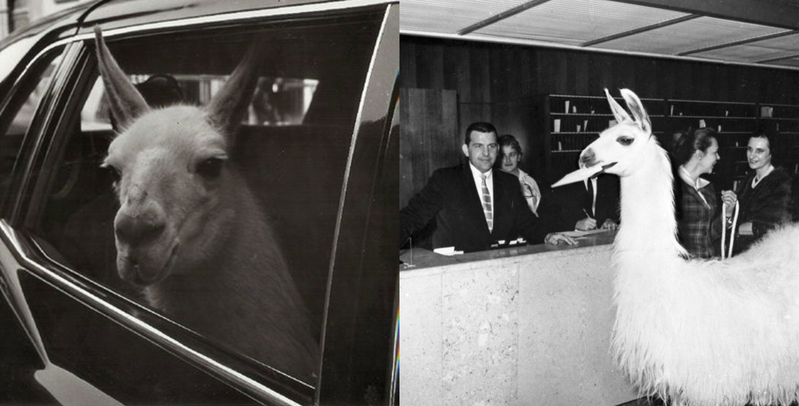Image of Linda the Llama at The Statler, 1956, Member of Historic Hotels of America, Dallas, Texas, History Mystery