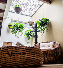 Event Calendar:
Hotel San Pietro
in Tlaquepaque