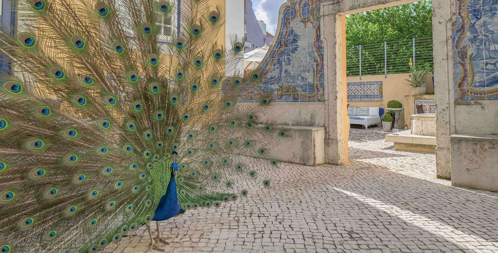 Image of a peacock in the courtyard of Solar do Castelo, 1765, a member of Historic Hotels Worldwide in Lisbon, Portugal