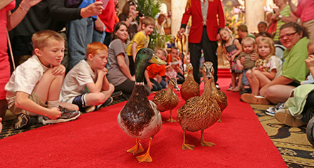 Activities:
The Peabody Memphis
in Memphis