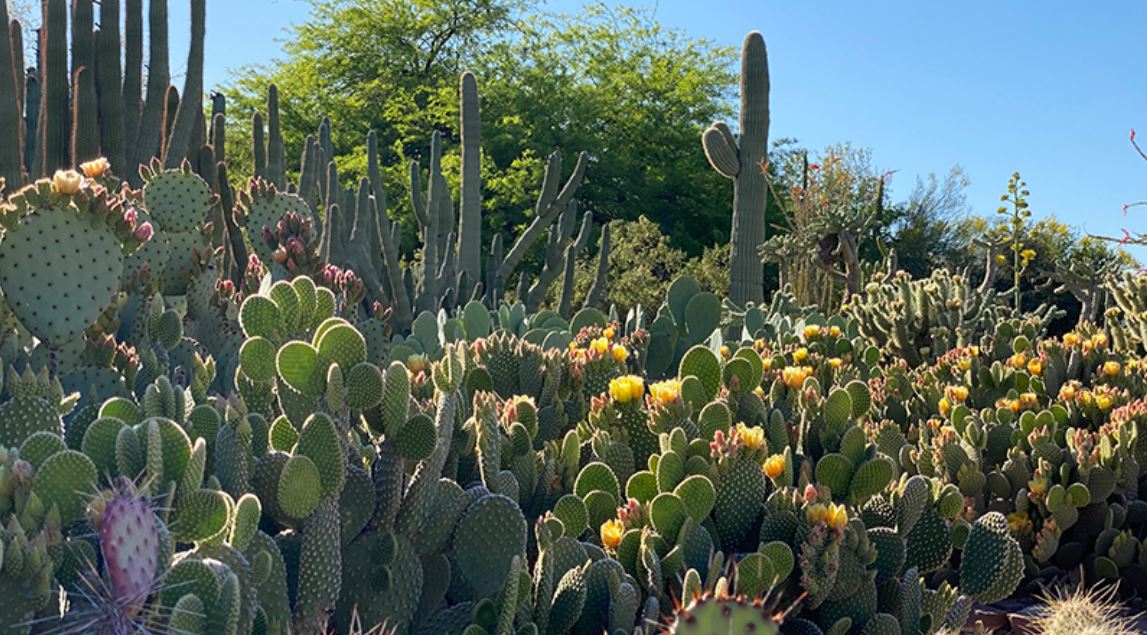 Experience the Desert Botanical Garden.