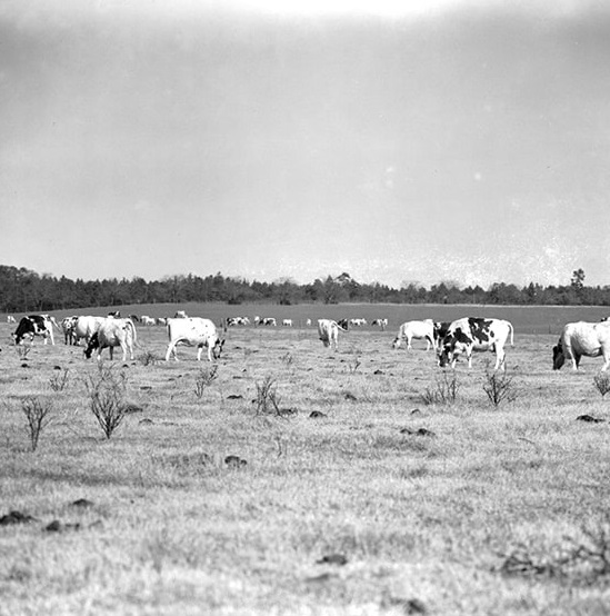 Historical Image of Future Golf Links, Pinehurst Resort, 1895, Member of Historic Hotels of America, in Pinehurst, North Carolina.