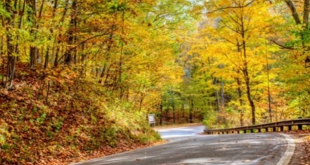 Tunnel Of Trees