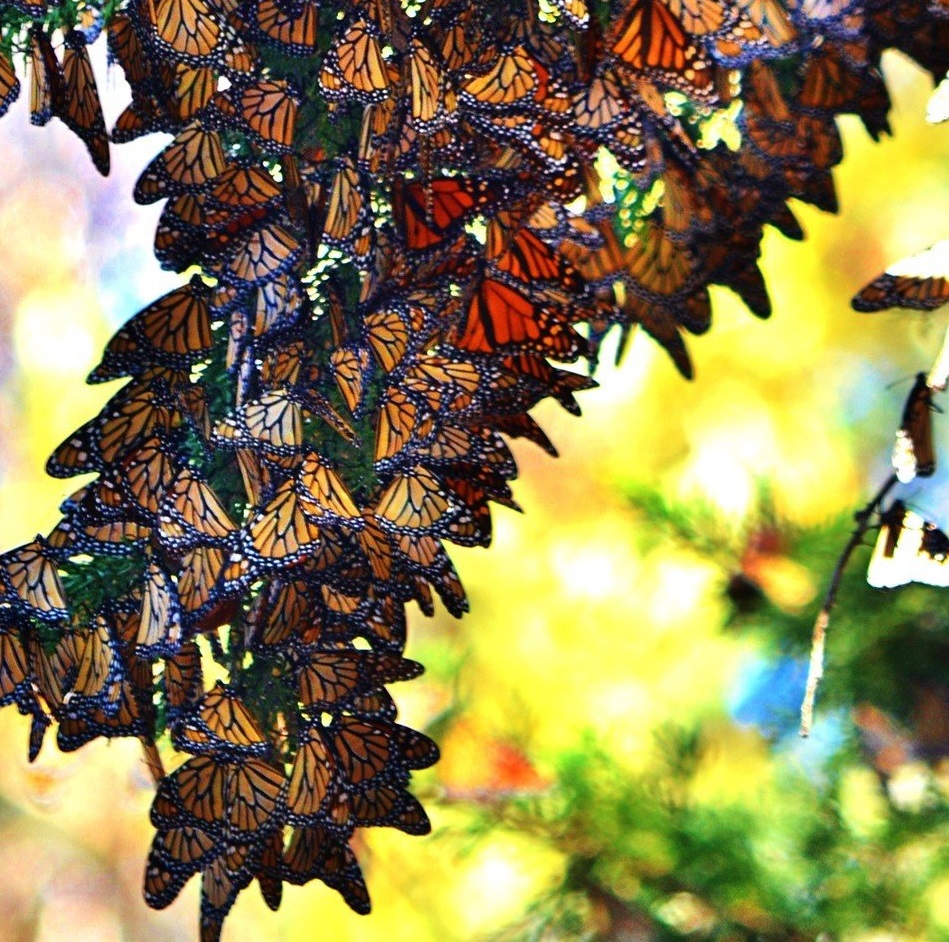 Image Of Monarch Butterfly Garden, Historic Hotels Of America