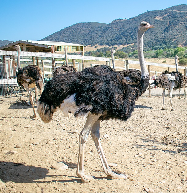 Image Of Ostrich Land USA, Historic Hotels Of America