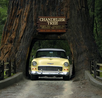 Image Of Drive-Thru Tree Park, Historic Hotels Of America