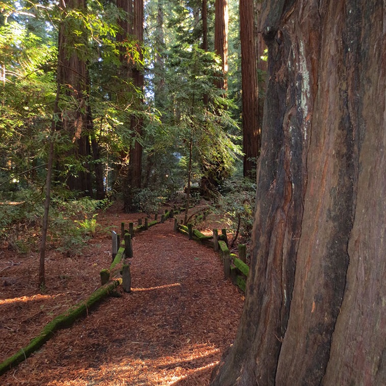 Image Of Richardson Grove State Park, Historic Hotels Of America