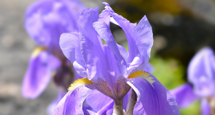 Kotišina Botanical Garden