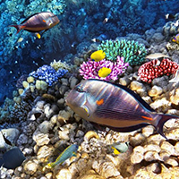 The Aquarium Of Hawaii