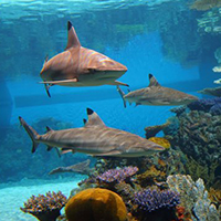 National Aquarium