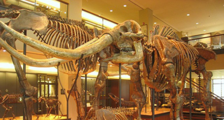 Amherst College Museum Of Natural History