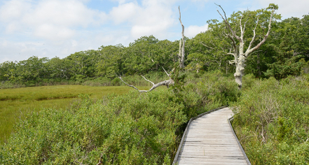 Felix Neck Wildlife Sanctuary
