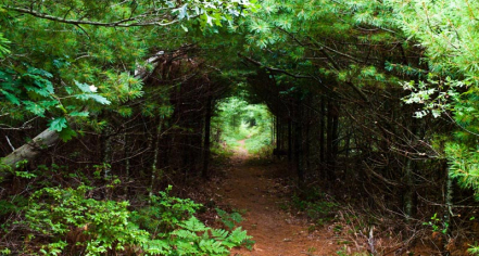 Manuel F. Correllus State Forest