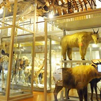 Harvard Museum Of Natural History