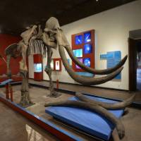 Museum Of Paleontology Guadalajara