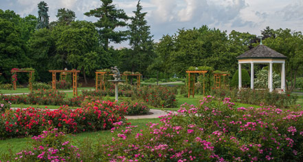 Malcolm Gross Rose Garden