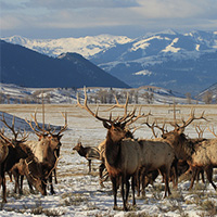 National Elk Refuge
