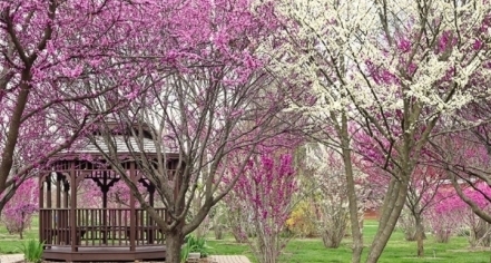 Mizumoto Japanese Stroll Garden