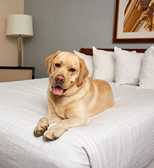 Accommodations:
Stonewall Jackson Hotel & Conference Center
in Staunton