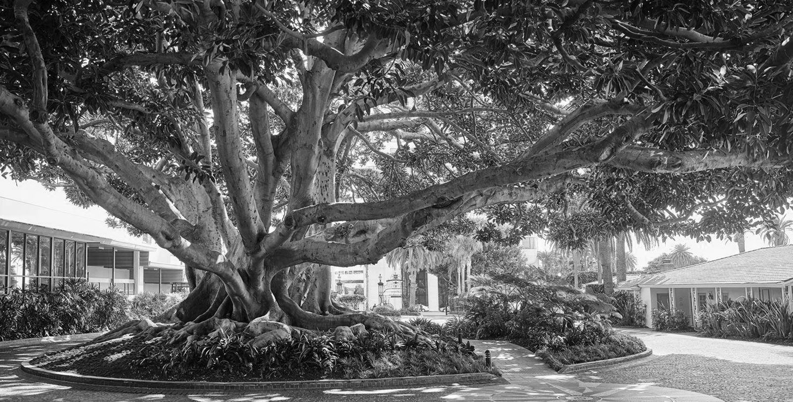 Black and White Image of Moreton Bay Fig Tree, Fairmont Miramar Hotel in Santa Monica, California