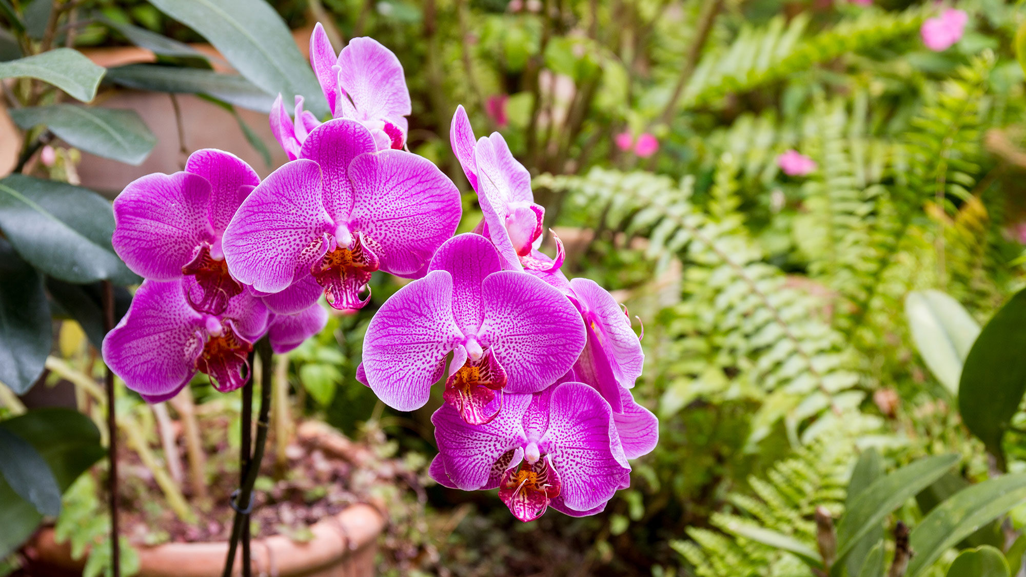 Experience La Caldera de Taburiente National Park.
