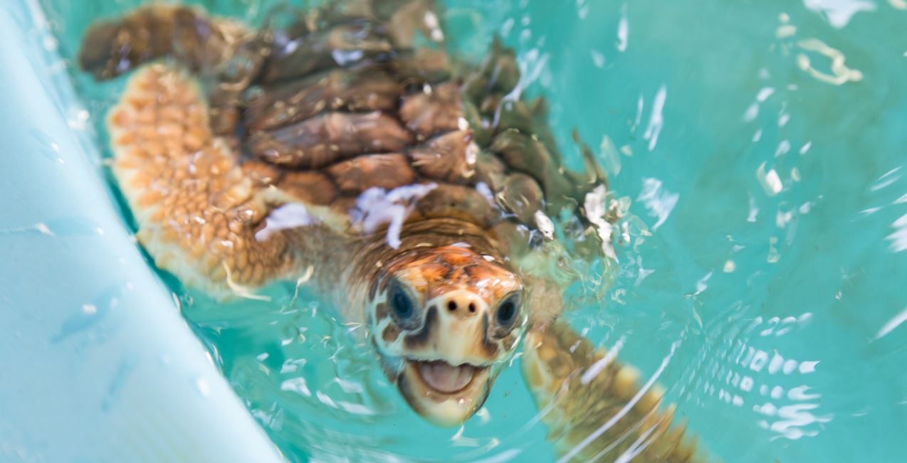 Explore Georgia Sea Turtle Center just moments away.