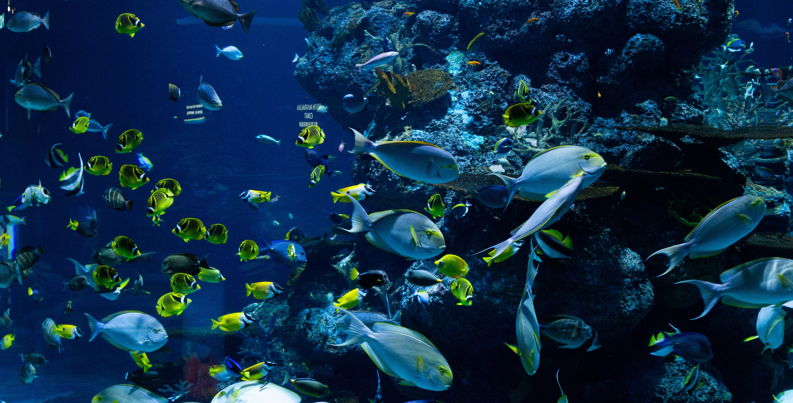 Visit the St. Louis Aquarium and see blue lobsters and stingrays.  