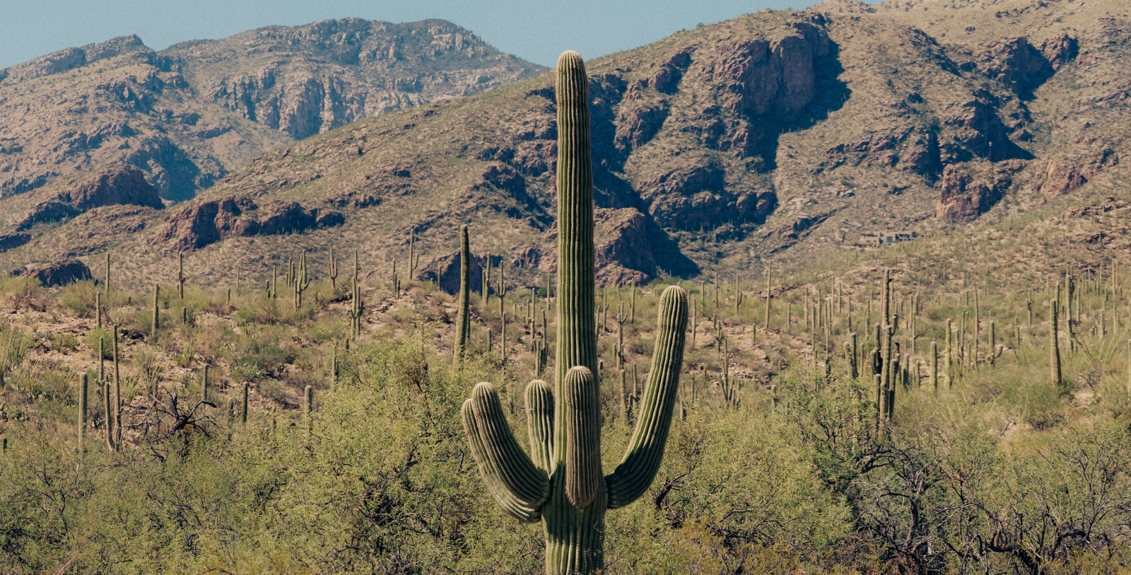 Explore the wild Sonoran Desert.